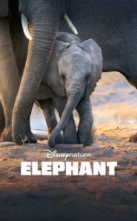 Elephant izle